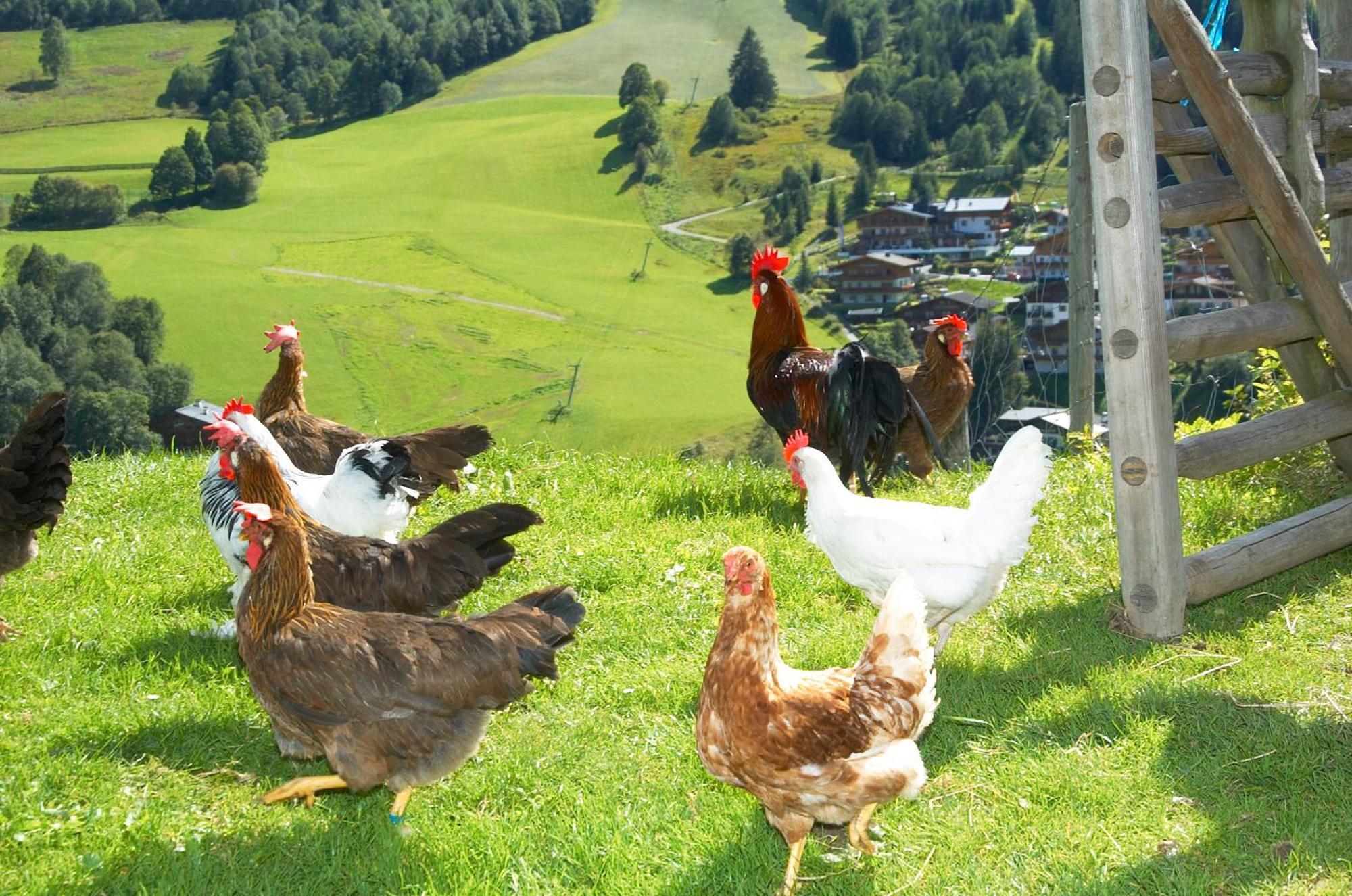Aparthotel Feriengut Hasenau Saalbach-Hinterglemm Exteriér fotografie